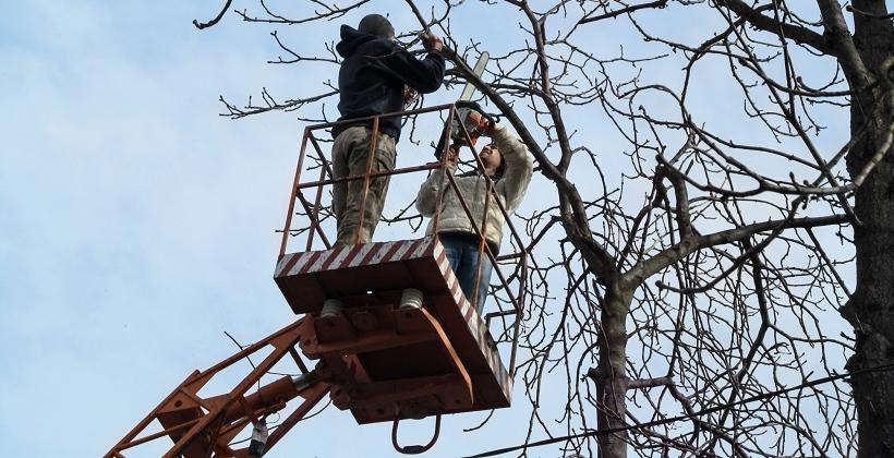 Podnośniki, a wycinka i pielęgnacja drzew