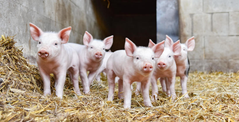Na co zwracać uwagę wybierając zgarniacz obornika? Na co zwracać uwagę wybierając zgarniacz obornika?