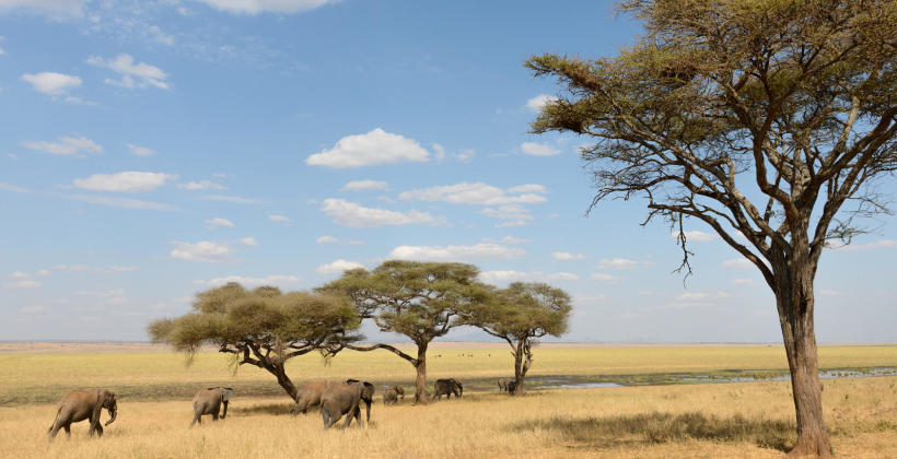 Prywatne safari po najpiękniejszych parkach narodowych Tanzanii