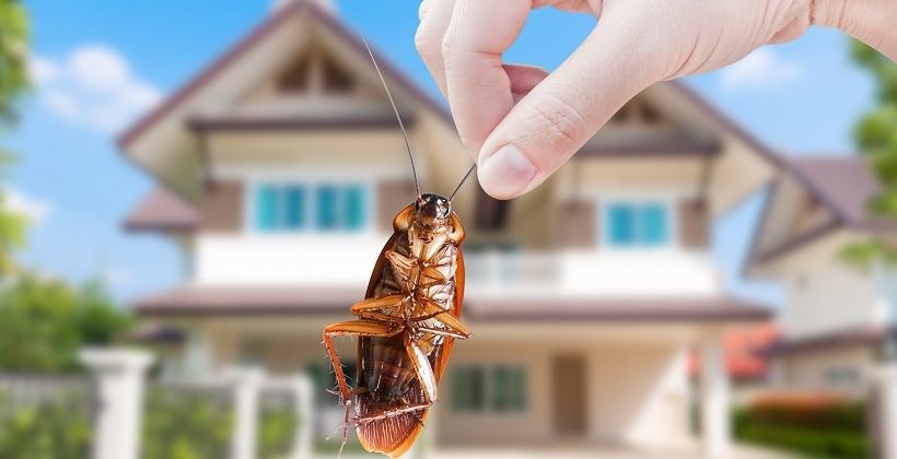 Jak pozbyć się owadów z domu? Jak pozbyć się owadów z domu?