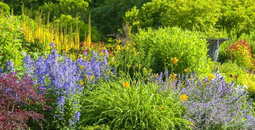 Rośliny do ogrodu w polskim klimacie – Erwas Centrum Ogrodnicze
