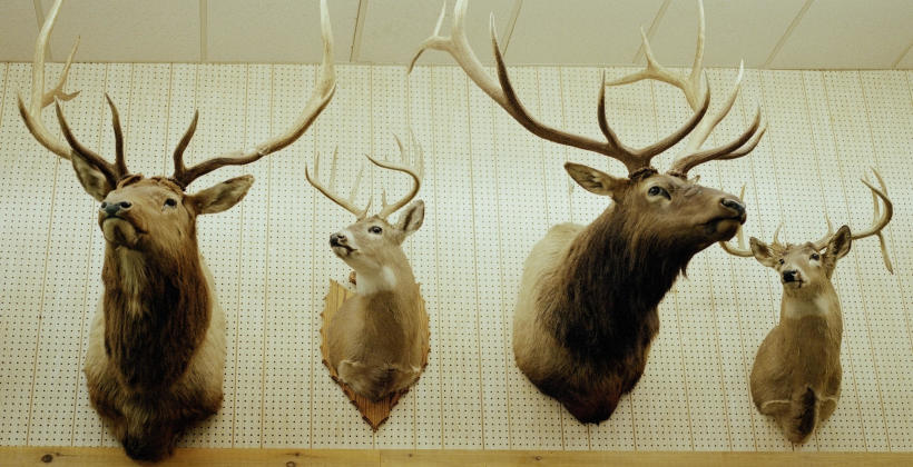 Polska tradycja myśliwska Polska tradycja myśliwska