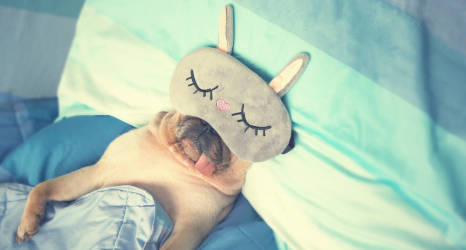 Jak założyć hotel dla zwierząt?