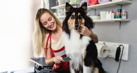 Kim jest groomer i ile zarabia psi fryzjer?