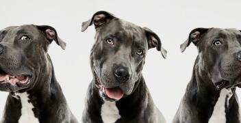 Adopcja terierów typu bull ze Stowarzyszenia Podaj Łapę Bullom