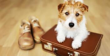 Dlaczego warto zainwestować w profesjonalną opiekę nad psem podczas wyjazdu? - oferta Hotelu dla psów Ranczo U Lorda