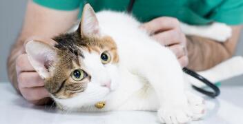 Jak postępować z potrąconym kotem? 