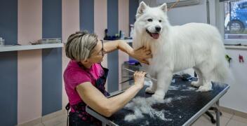 Mikuś: Kim jest groomer i na czym polega jego praca?