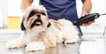 Profesjonalne zabiegi pielęgnacyjne dla Twojego psa wykonasz w salonie groomerskim Mikuś Strzyżenie Psów