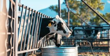 Dodatki paszowe wspomagające zdrowie zwierząt hodowlanych - co oferuje firma Bentawet?