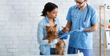 Sterylizacja suczki – dlaczego warto ją przeprowadzić? Clinicvet