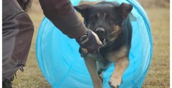 Indywidualne szkolenie psów – dlaczego warto postawić na personalne podejście? Tomasz Piotrowski