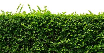 Rośliny do żywopłotu – Andrzej Krzysiak Gospodarstwo Szkółkarskie
