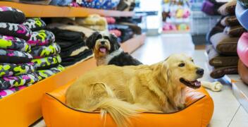 Oryginalne upominki dla miłośników psów – Pieskie Cuda