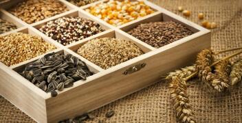 Jakość i terminowość dostaw nasion - Berbeka Seeds