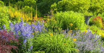 Rośliny do ogrodu w polskim klimacie – Erwas Centrum Ogrodnicze