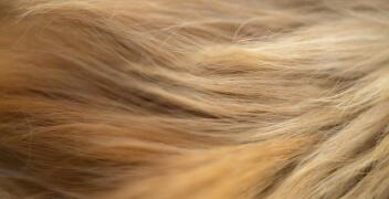 Baleyage na fryzury ślubne – Fryzjernia Natalia Jaros