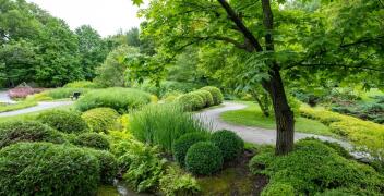 Lokalny drzewostan w projektowaniu terenów zielonych