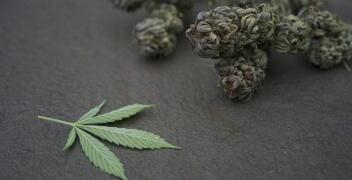 Sklep Kolekcjonerski z Nasionami Marihuany - TanieSianie.pl