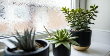Rośliny do mieszkań z północnymi oknami i suchym, ciepłym powietrzem