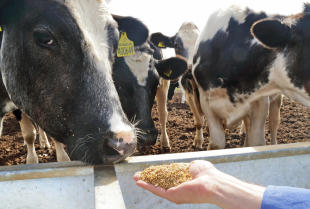 Aromaty jako niezbędne i zróżnicowane dodatki do pasz dla zwierząt hodowlanych