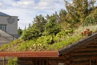 Jakie rośliny wybrać na dach zielony ekstensywny i intensywny?