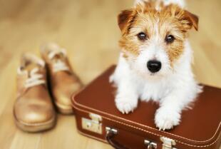 Dlaczego warto zainwestować w profesjonalną opiekę nad psem podczas wyjazdu? - oferta Hotelu dla psów Ranczo U Lorda