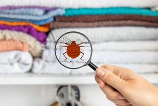 Skuteczne zwalczanie pluskwy ze specjalistami z Ratsbusters.pl!