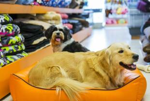 Oryginalne upominki dla miłośników psów – Pieskie Cuda