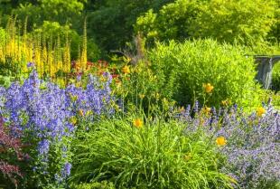 Rośliny do ogrodu w polskim klimacie – Erwas Centrum Ogrodnicze