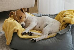 Hotel Dla Zwierząt Ranczo U Lorda - Opieka dla psów